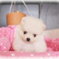 ポメラニアン・もんちゃん・３