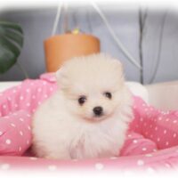ポメラニアン・もんちゃん・３