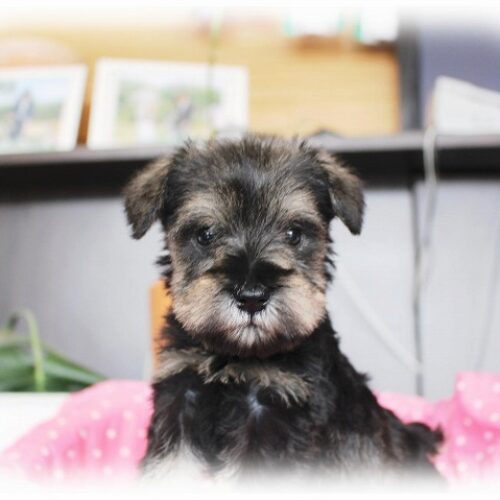 ミニチュアシュナウザー・フレア・１