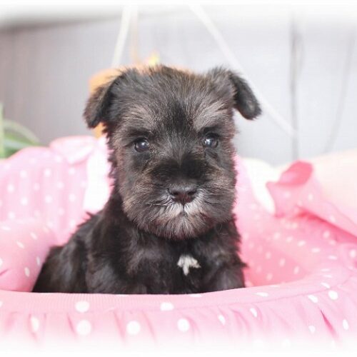 ミニチュアシュナウザー・フレア・３