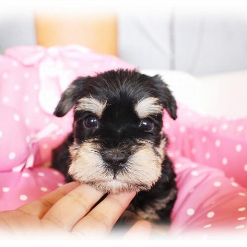 ミニチュアシュナウザー・愛流・１