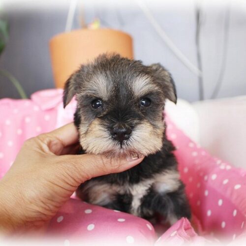 ミニチュアシュナウザー・愛流・２