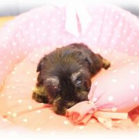 ミニチュアシュナウザー・芽生・１