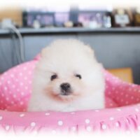 ポメラニアン・アミー・２