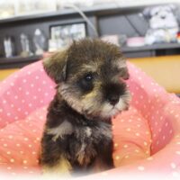 ミニチュアシュナウザー・みなみ・３
