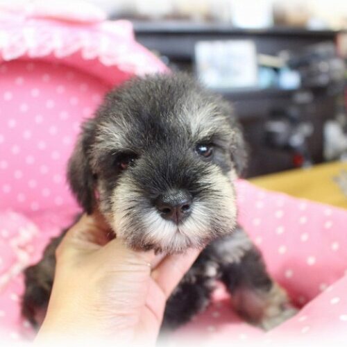 ミニチュアシュナウザー・リング・２