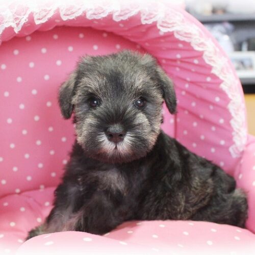 ミニチュアシュナウザー・リング・１