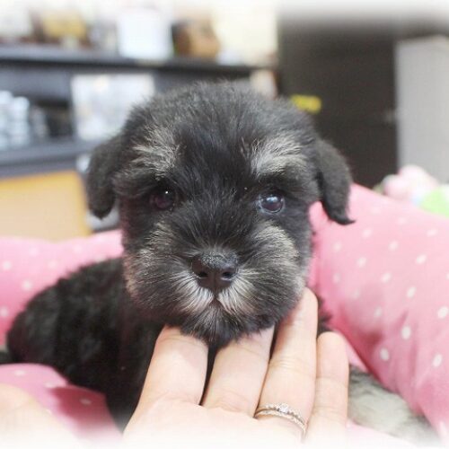 ミニチュアシュナウザー・リング・３