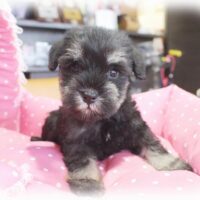 ミニチュアシュナウザー・リング・３