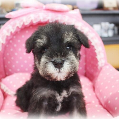 ミニチュアシュナウザー・リング・４