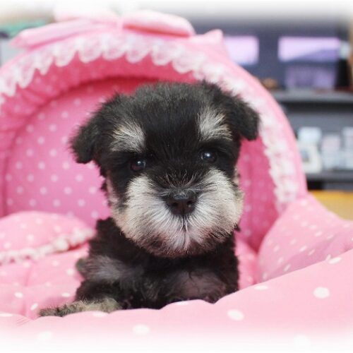 ミニチュアシュナウザー・リング・５