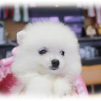 ポメラニアン・ひらり・１
