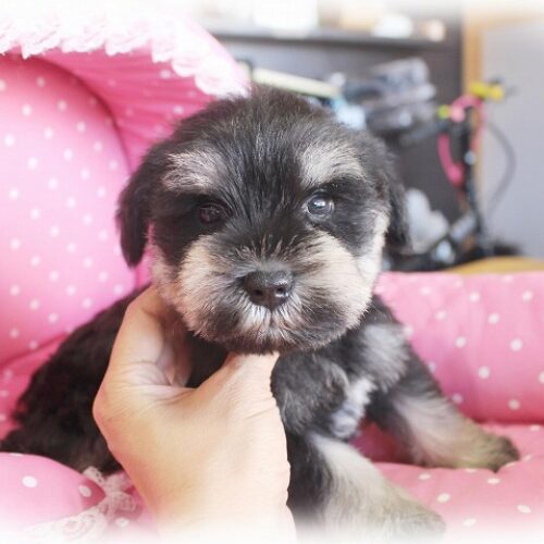 ミニチュアシュナウザー・すぐり・１