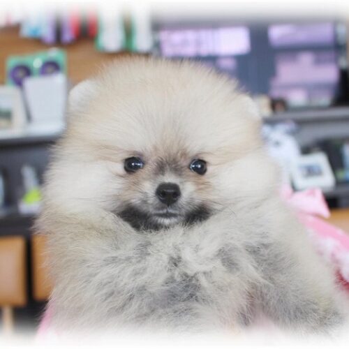 ポメラニアン・ひらり・２