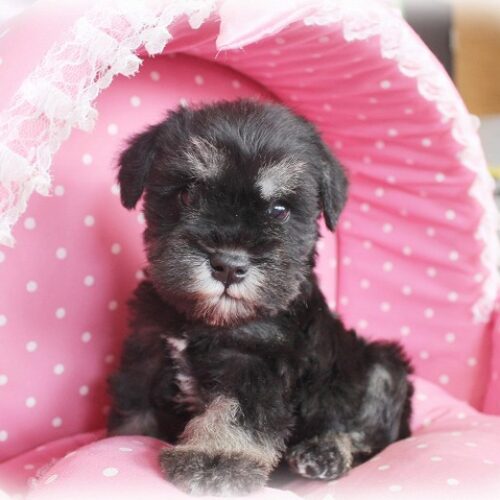 ミニチュアシュナウザー・プリンセス・１