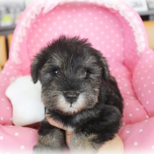 ミニチュアシュナウザー・プリンセス・２