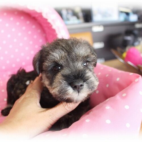 ミニチュアシュナウザー・もも・１