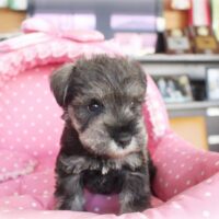 ミニチュアシュナウザー・もも・１