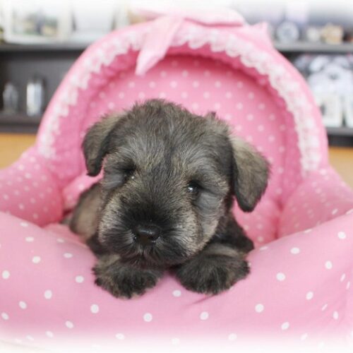 ミニチュアシュナウザー・マリナ・１