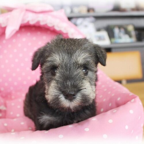 ミニチュアシュナウザー・マリナ・２