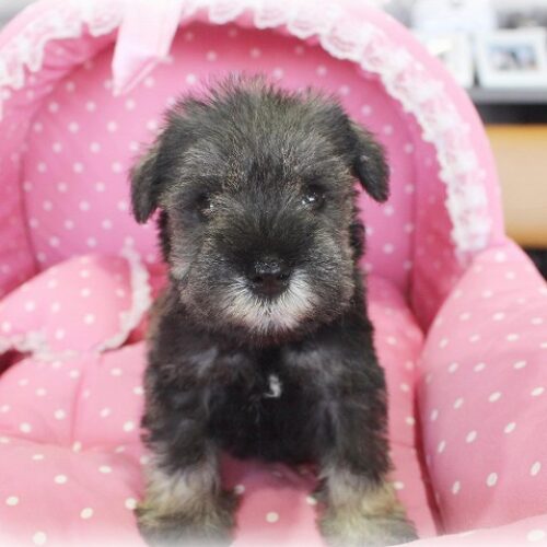 ミニチュアシュナウザー・華音・１