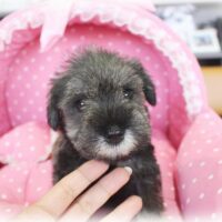 ミニチュアシュナウザー・華音・１