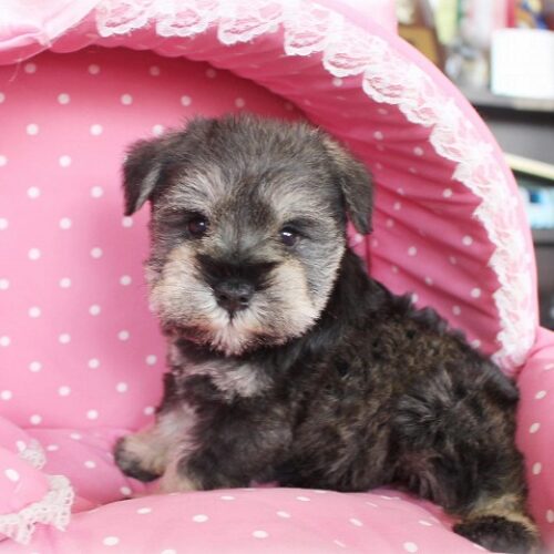 ミニチュアシュナウザー心音・１