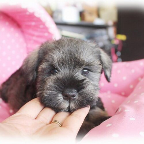 ミニチュアシュナウザー・　心音・２