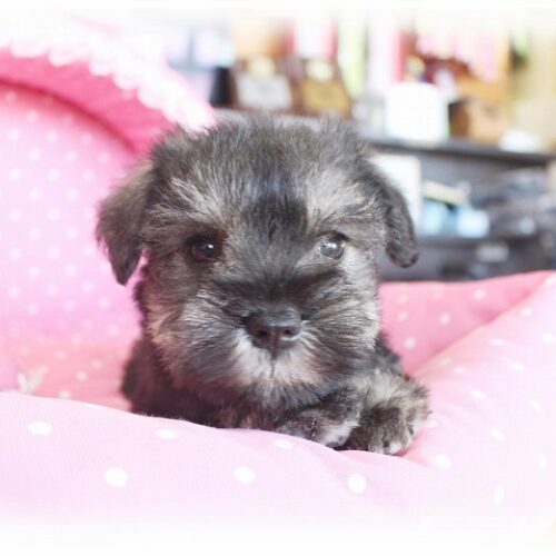 ミニチュアシュナウザー・りりか・１