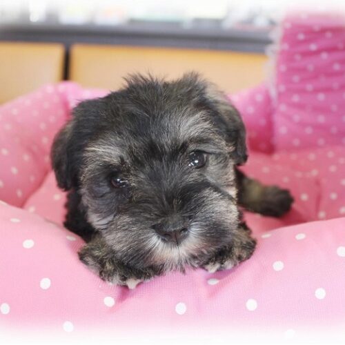 ミニチュアシュナウザー・りりか・２