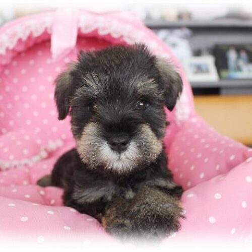 ミニチュアシュナウザー・エアリー・１