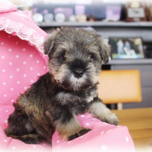 ミニチュアシュナウザー・エアリー・２