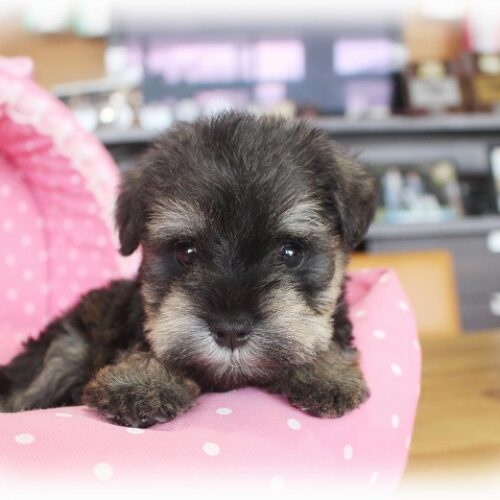 ミニチュアシュナウザー・エアリー・３