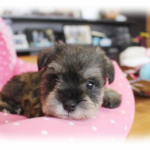 ミニチュアシュナウザー・エアリー・５