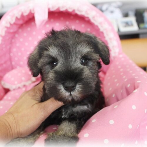 ミニチュアシュナウザー・みき・１