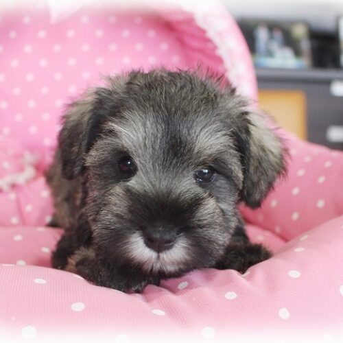 ミニチュアシュナウザー・みき・２