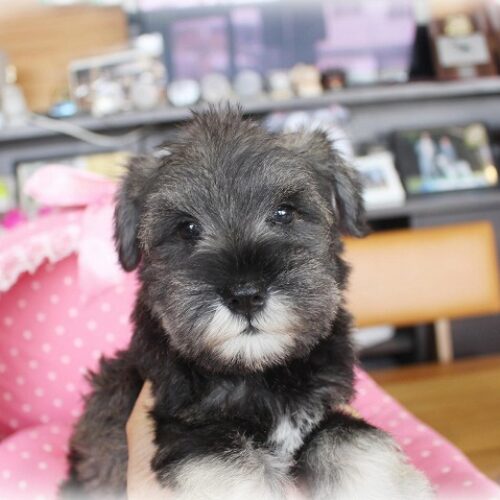 ミニチュアシュナウザー・苺花・２