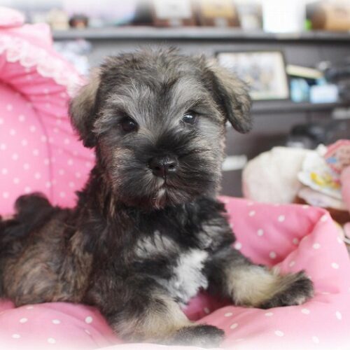 ミニチュアシュナウザー・苺花・１