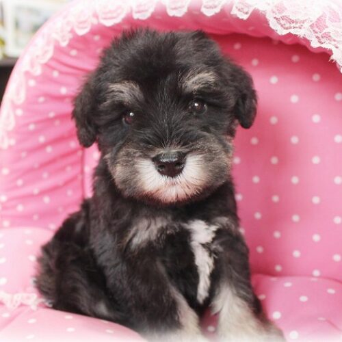 ミニチュアシュナウザー・ゆずき・１