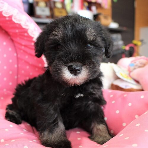 ミニチュアシュナウザー・ゆずき・２