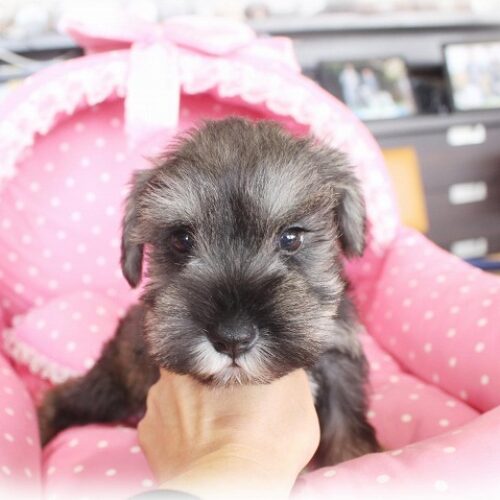 ミニチュアシュナウザー・もも・２