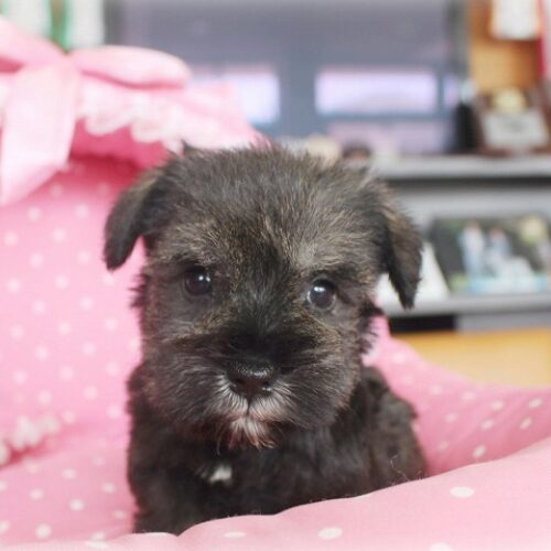 ミニチュアシュナウザー・ローリエ・１