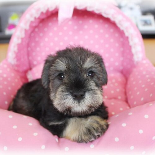 ミニチュアシュナウザー・ローリエ・２