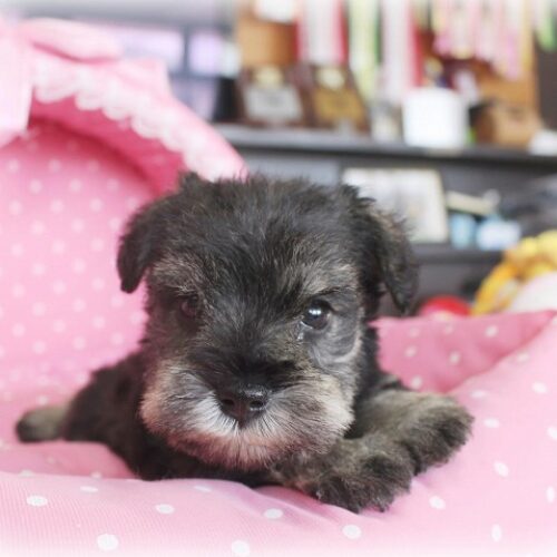 ミニチュアシュナウザー・ローリエ・３