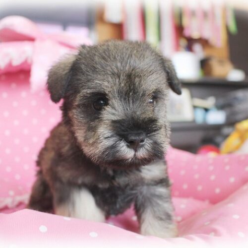 ミニチュアシュナウザー・ローリエ・４