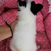 パピヨン・バレッタ・１