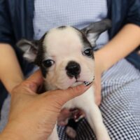 ボストンテリア・あんみつ・３