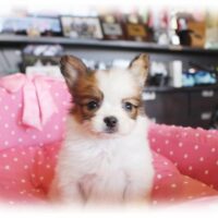パピヨン・バレッタ・１
