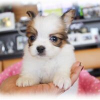 パピヨン・バレッタ・１