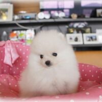 ポメラニアン・あみ・１